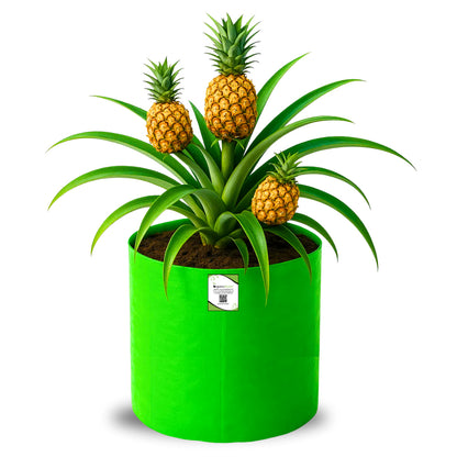 OrganicBazar 15x18 Big Grow Bag for Terrace Garden, Premium HDPE 260 GSM Green Plant Bags