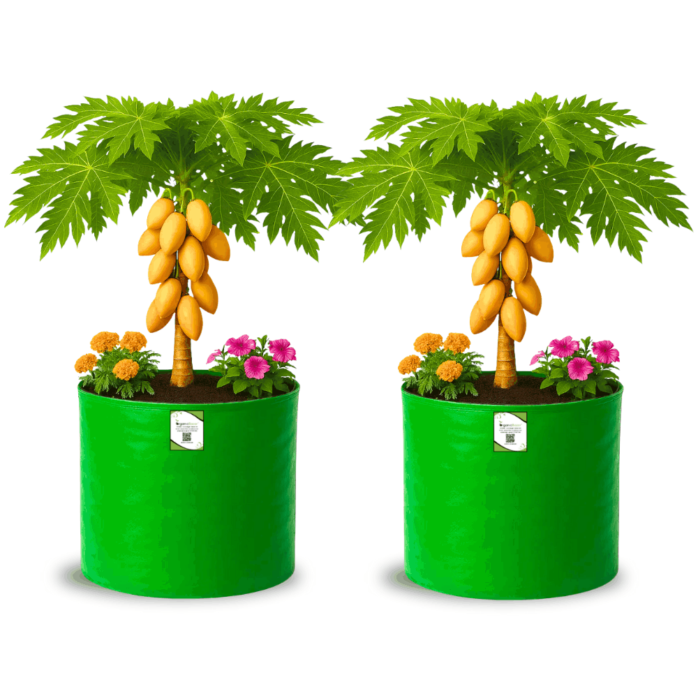 OrganicBazar 21x21 Big Size Grow Bags for Terrace Gardening, Premium HDPE 260 GSM Green Plant Bag for Fruit Tree