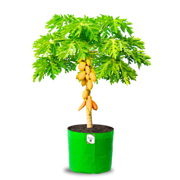 OrganicBazar 21x21 Big Size Grow Bags for Terrace Gardening, Premium HDPE 260 GSM Green Plant Bag for Fruit Tree