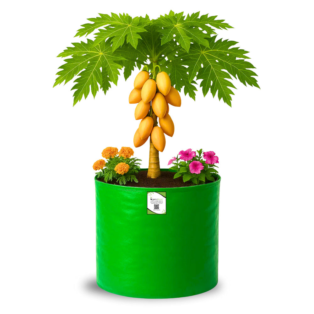 OrganicBazar 21x21 Big Size Grow Bags for Terrace Gardening, Premium HDPE 260 GSM Green Plant Bag for Fruit Tree
