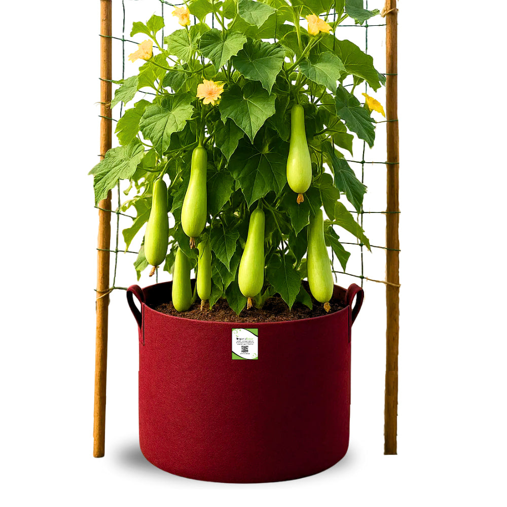 OragnicBazar Geo 24×24 Grow Bag for Home & Terrace Gardening Suitable for Fruit Tree, Premium Geo Fabric 450 GSM Plant Bags