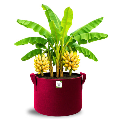 OragnicBazar Geo 24×24 Grow Bag for Home & Terrace Gardening Suitable for Fruit Tree, Premium Geo Fabric 450 GSM Plant Bags