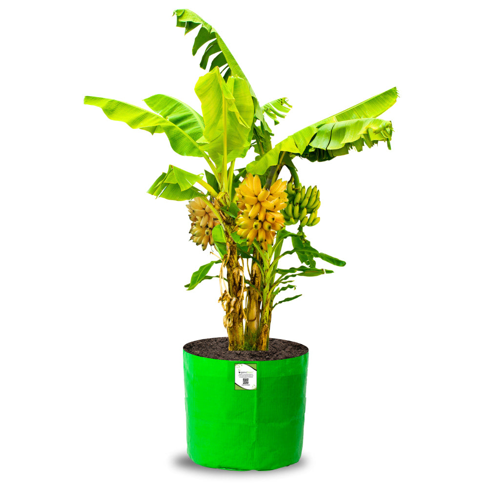 OrganicBazar HDPE 24x24 Big Size Grow Bags for Home Gardening | Plants Bags for Fruits, Vegetables, & Flowers | Round Green Planting Bags | 260 GSM Garden Growing Bag