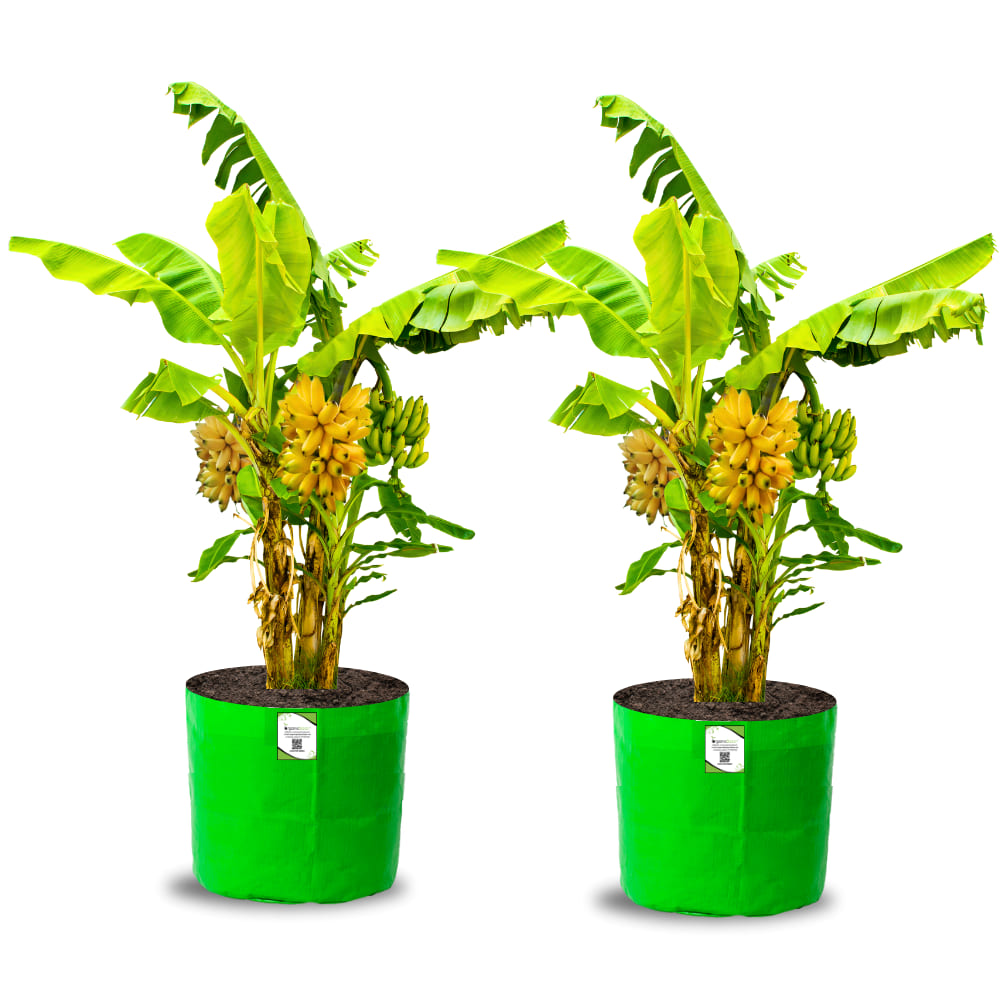 OrganicBazar HDPE 24x24 Big Size Grow Bags for Home Gardening | Plants Bags for Fruits, Vegetables, & Flowers | Round Green Planting Bags | 260 GSM Garden Growing Bag