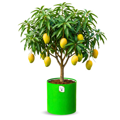 OrganicBazar 24X36 Very Large Grow Bag for Fruit Tree, Premium HDPE 260 GSM Green Big Planter for Terrace Garden