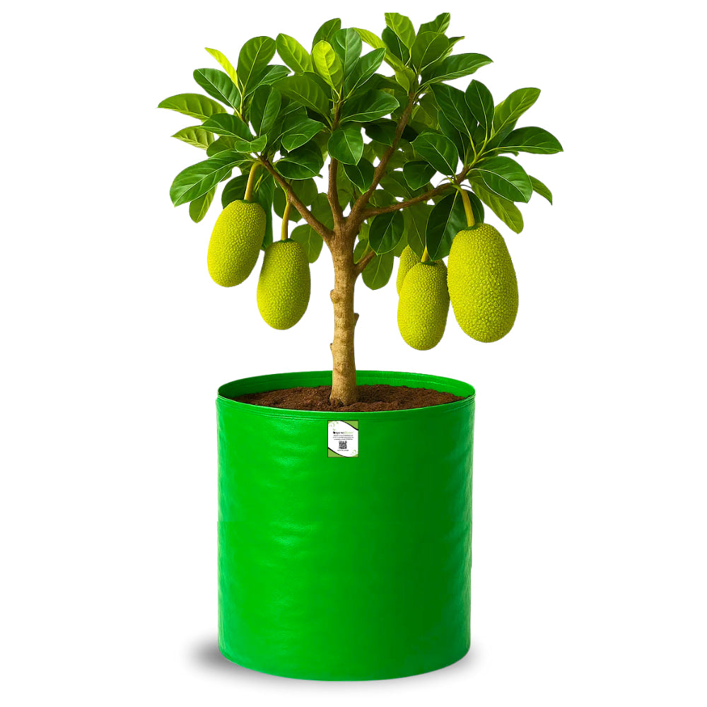 OrganicBazar 24X36 Very Large Grow Bag for Fruit Tree, Premium HDPE 260 GSM Green Big Planter for Terrace Garden