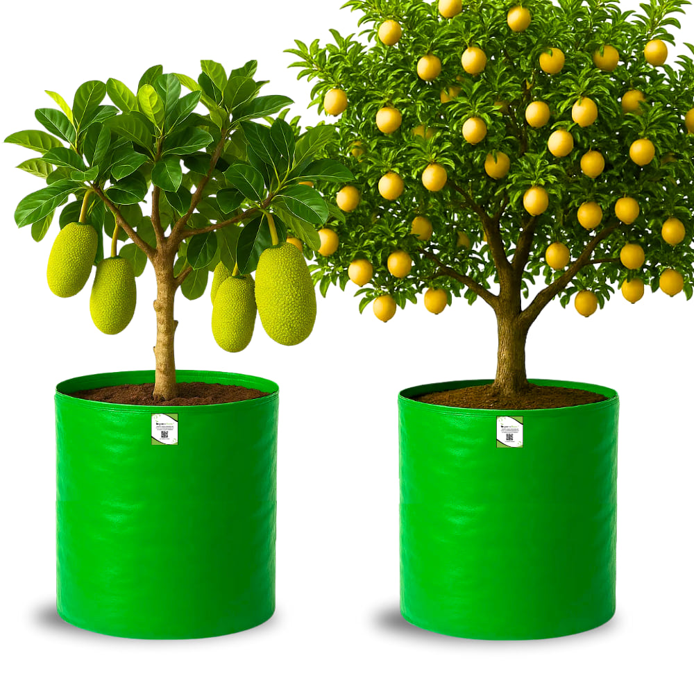 OrganicBazar 24X36 Very Large Grow Bag for Fruit Tree, Premium HDPE 260 GSM Green Big Planter for Terrace Garden