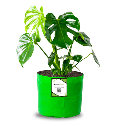 OrganicBazar 6x6 Small Size Grow Bag for Home Gardening, Premium HDPE 260 GSM, Green Plant Bags