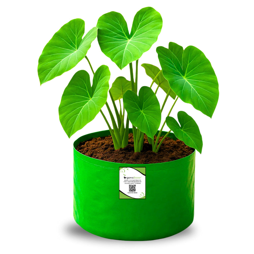 OrganicBazar 9x6 Small Grow Bag for Terrace Garden, Premium HDPE 260 GSM, Green Plant Bags