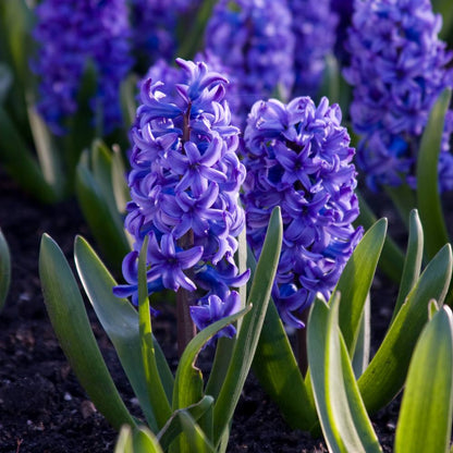 Hyacinth Blue Flower Bulbs (05N)