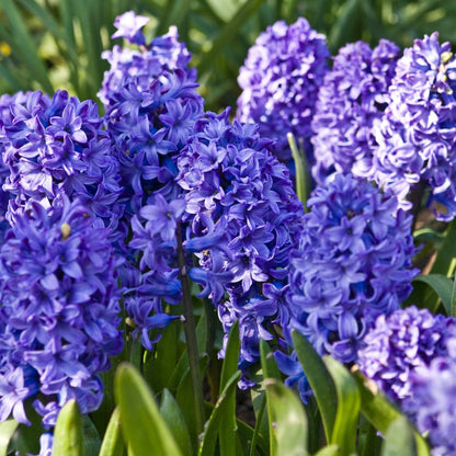 Hyacinth Blue Flower Bulbs (05N)