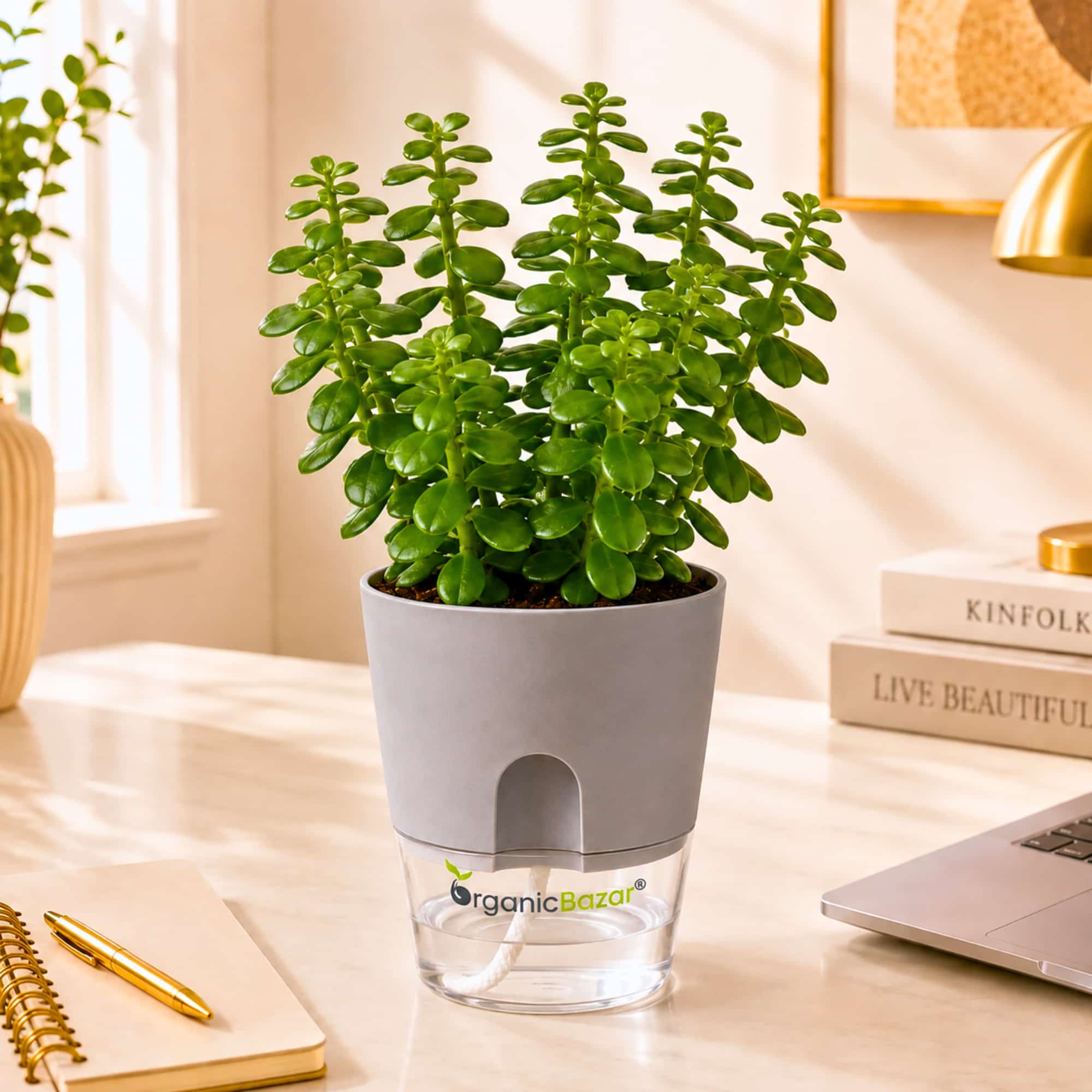 Lucky Jade Live Plant