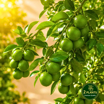Kumbhkat Lime (Lemon) Fruit Plant – Grafted