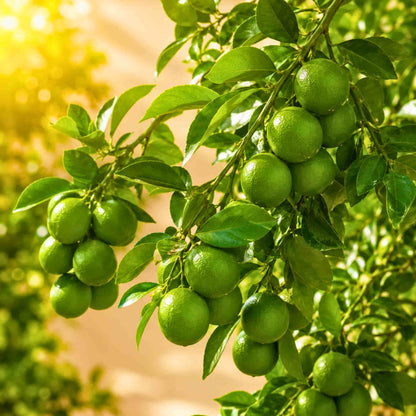 Kumbhkat Lime (Lemon) Fruit Plant – Grafted