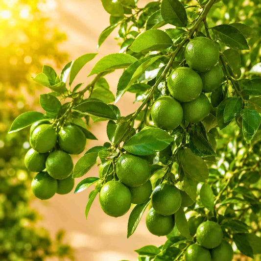 Kumbhkat Lime (Lemon) Fruit Plant – Grafted