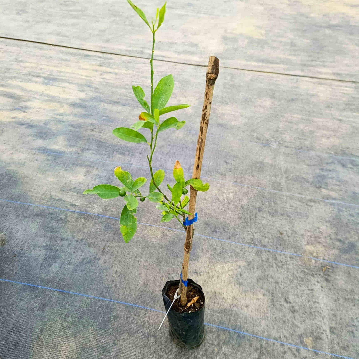 Kumbhkat Lime (Lemon) Fruit Plant – Grafted