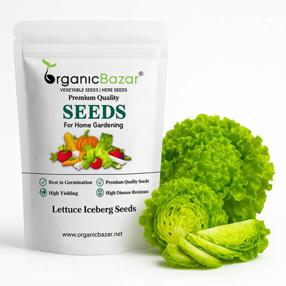 Lettuce Iceberg Seeds - 300 Seeds (Salad patta/सलाद पत्ता के बीज) Easy To Grow, High Germination, Leafy Vegetable Seeds for Balcony, Terrace Garden