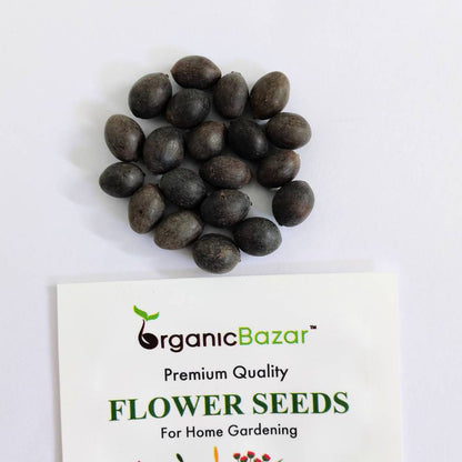 Lotus Flower Mixed Color Seeds - 20 Seeds (Kamal ke Beej/कमल के फूल के बीज)
