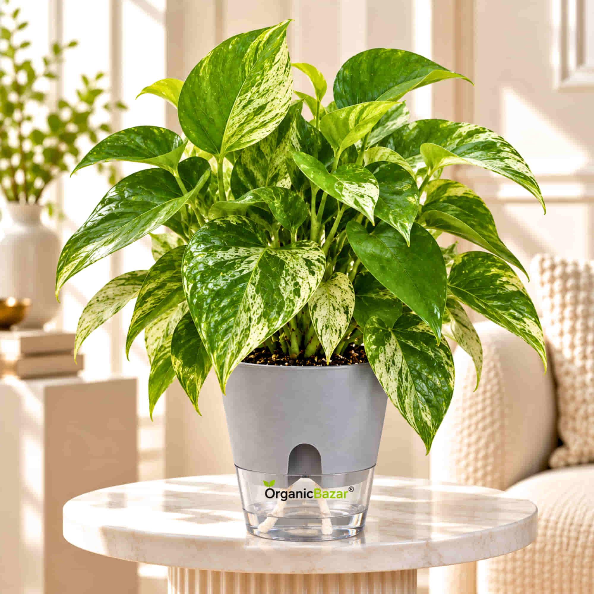Money Plant Marvel Variegated Live Plant