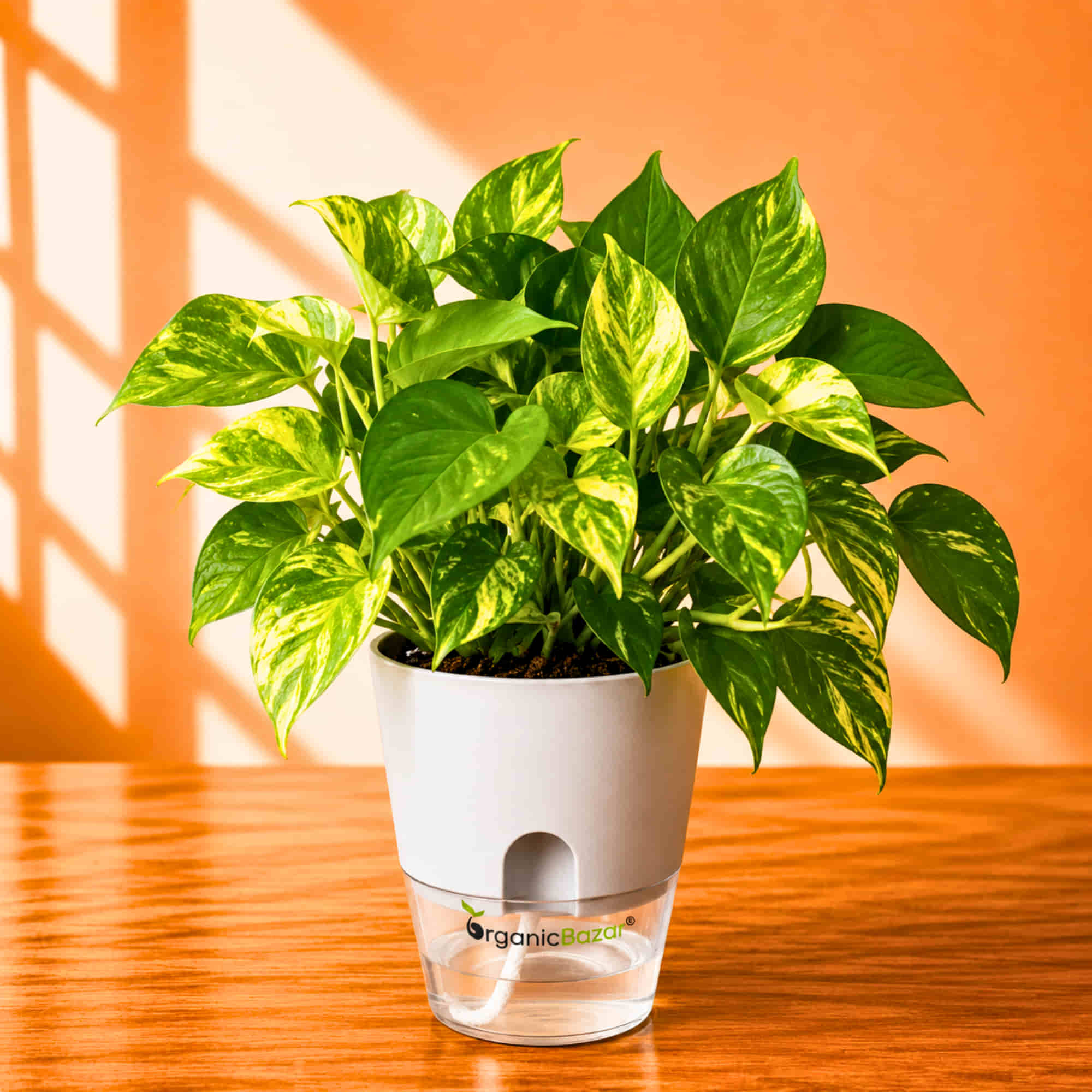 Money Plant Epipremnum Aureum 'Gold King' Live Plant | Air Purifying Indoor Pothos Plant | Ideal for Home & Office