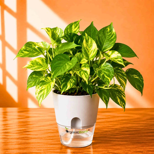 Money Plant Epipremnum Aureum 'Gold King' Live Plant | Air Purifying Indoor Pothos Plant | Ideal for Home & Office