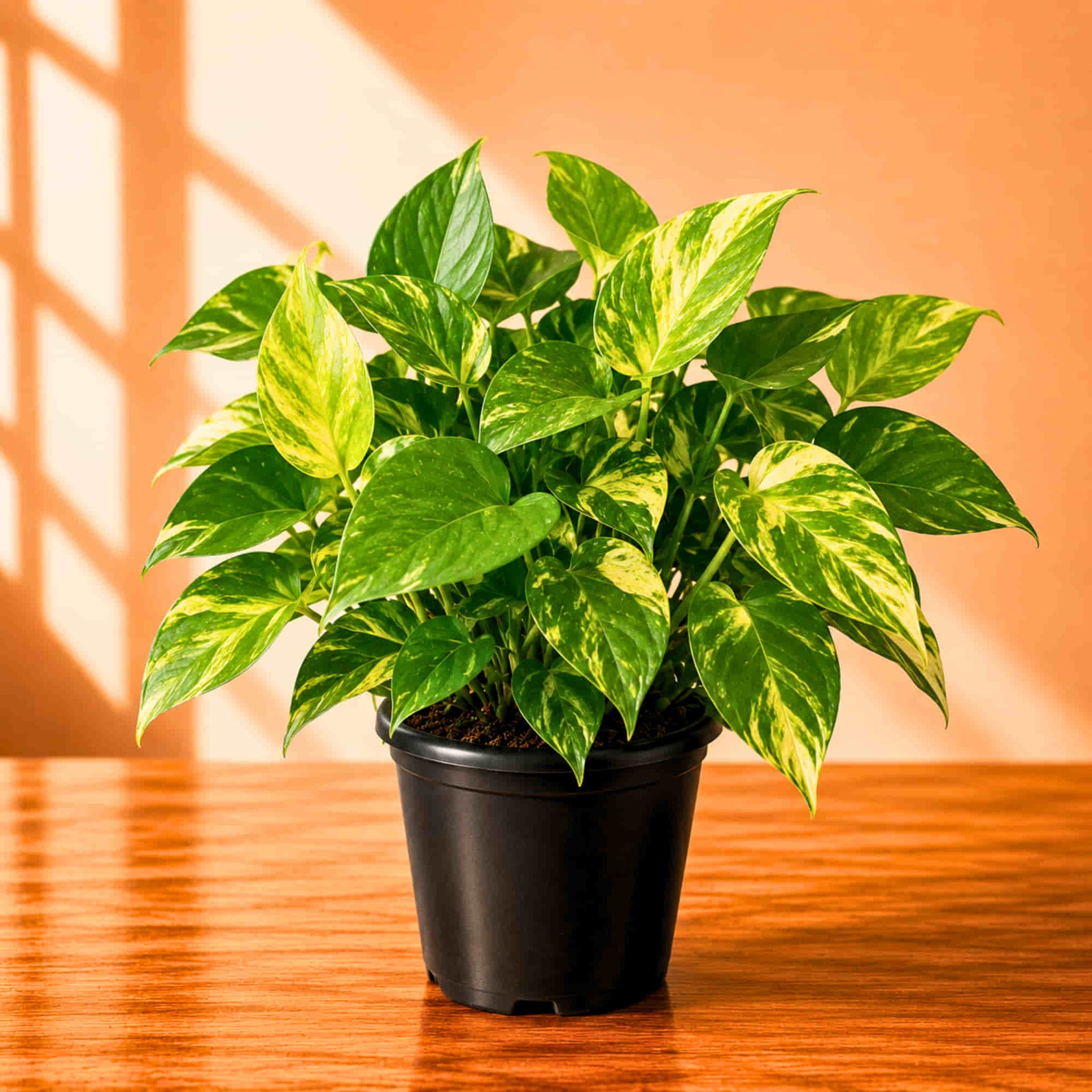 king pothos Money Plant Epipremnum Aureum 'Gold King' Live Plant Online – OrganicBazar – Organicbazar