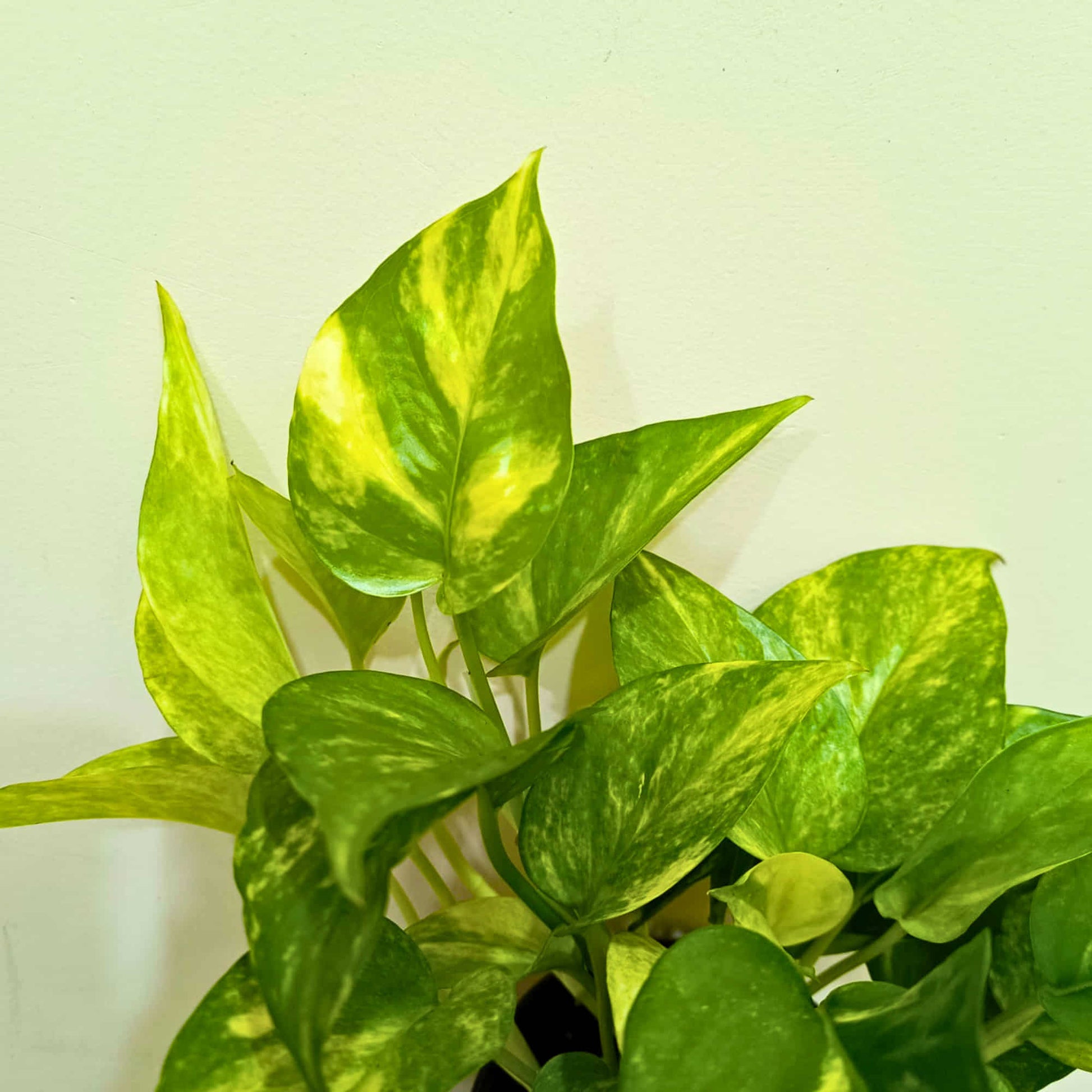 king pothos Money Plant Epipremnum Aureum 'Gold King' Live Plant Online – OrganicBazar – Organicbazar