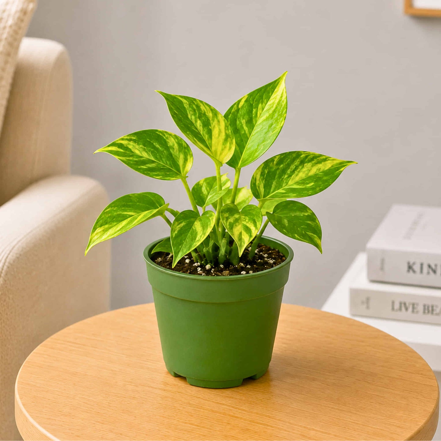 Money Plant Combo Pack of 4 - Green, Gold king, Neon & N'Joy Pothos | Live Air Purifying Plants