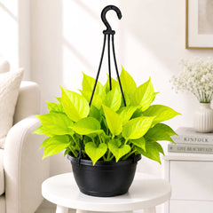 Golden Money Plant Live Plant with Hanging Pot