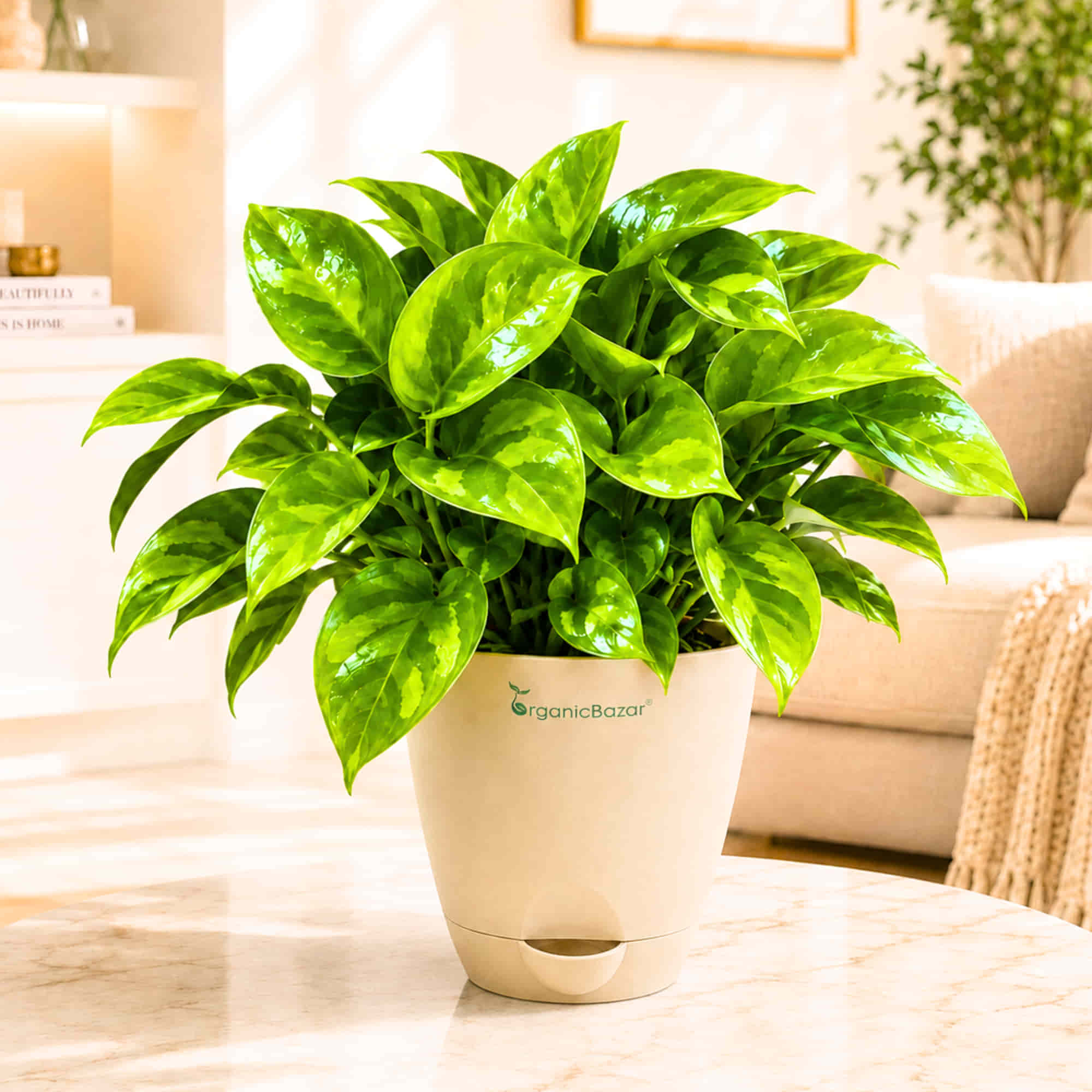 Money Plant Green Live Plant