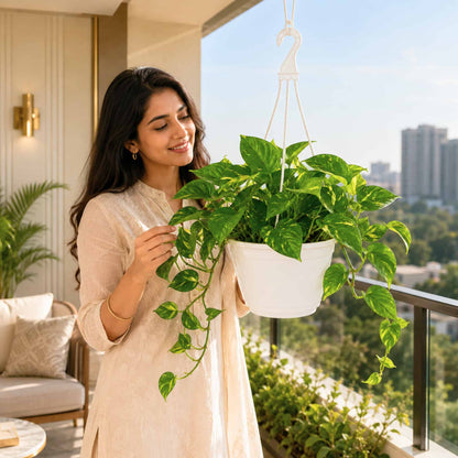 Money Plant Green Live Plant with Hanging Pot