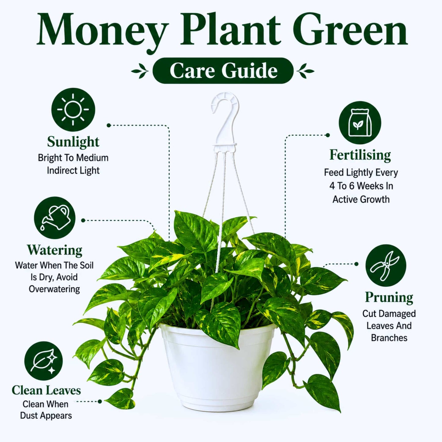 Money Plant Green Live Plant with Hanging Pot