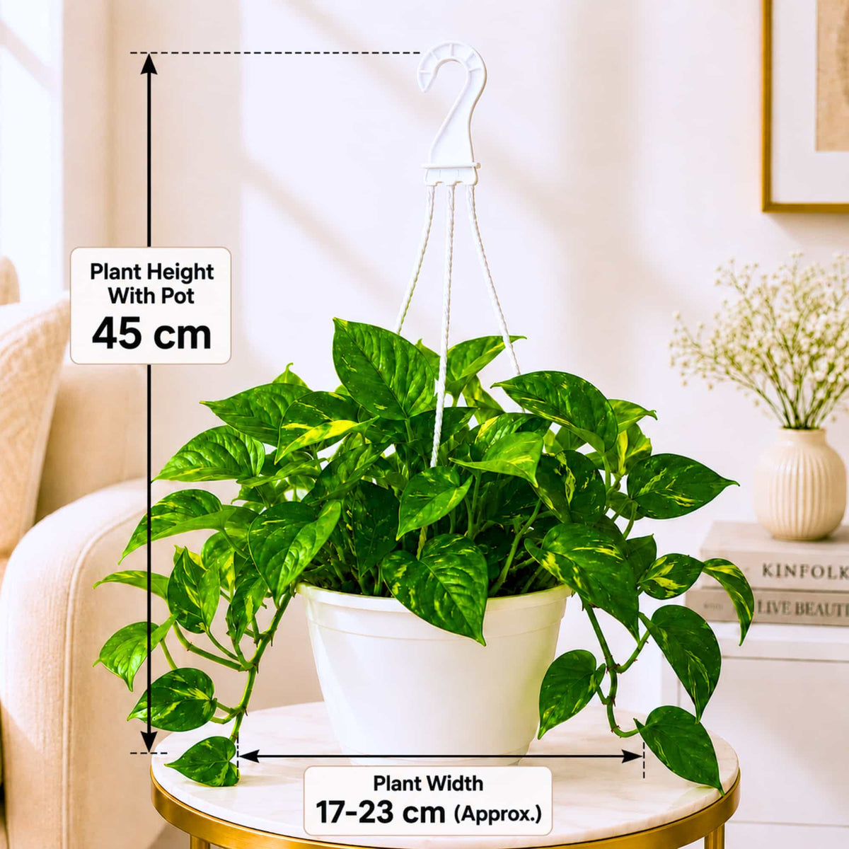 Money Plant Green Live Plant with Hanging Pot