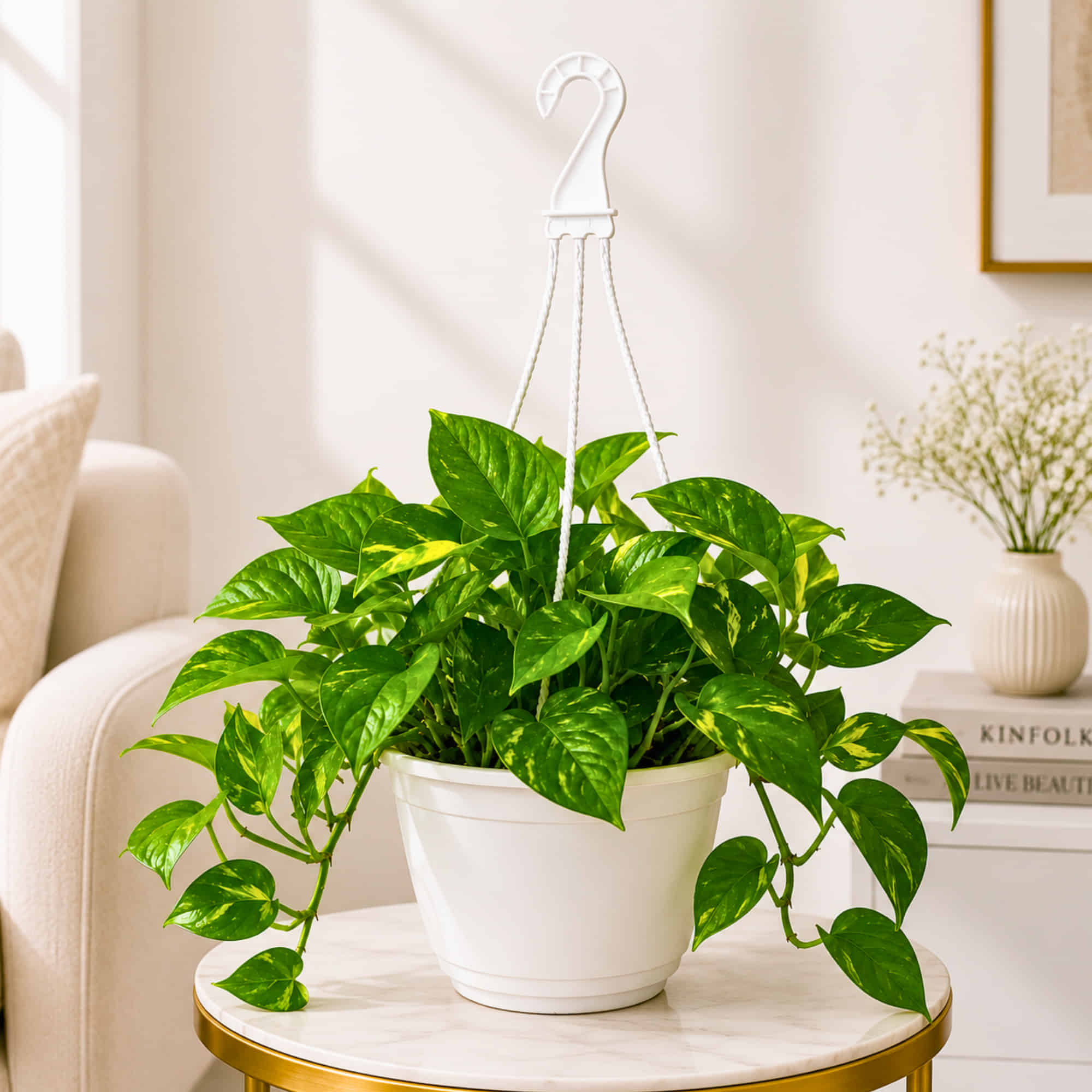 Money Plant Green Live Plant with Hanging Pot