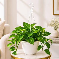 Money Plant Green Live Plant with Hanging Pot