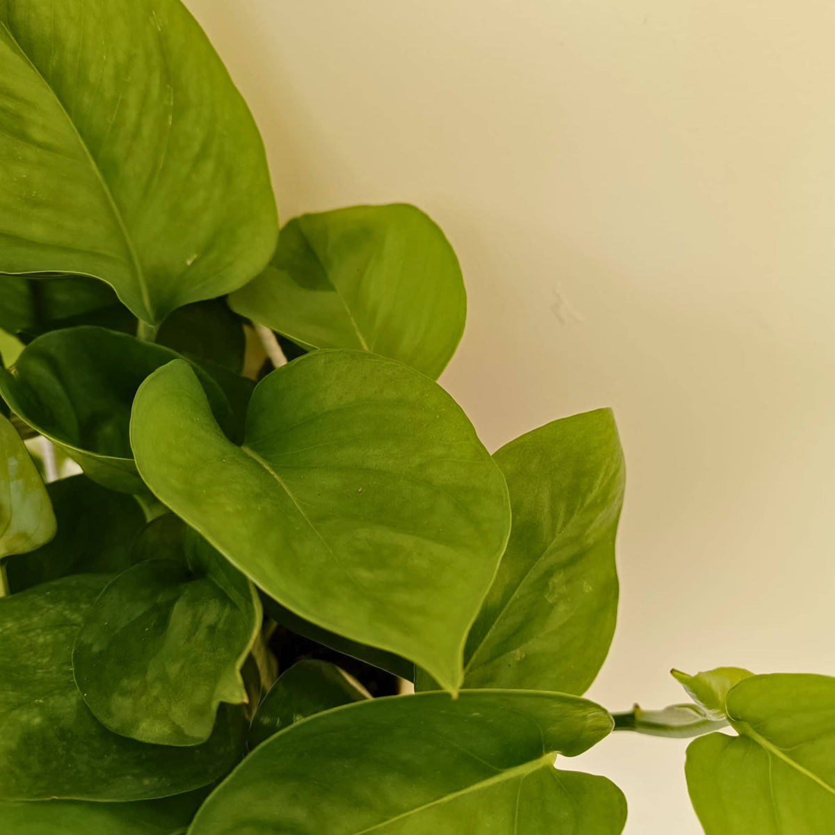 Money Plant Green Live Plant with Hanging Pot