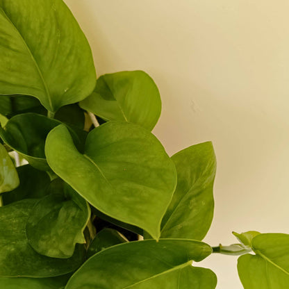 Money Plant Green Live Plant with Hanging Pot