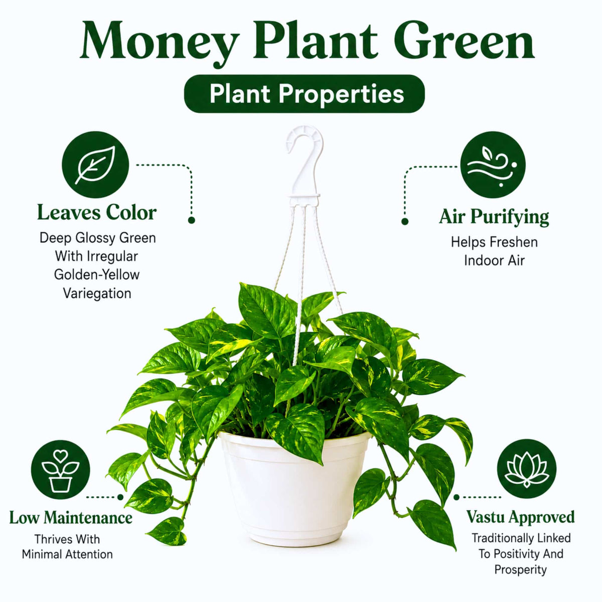 Money Plant Green Live Plant with Hanging Pot