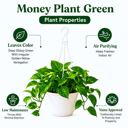 Money Plant Green Live Plant with Hanging Pot
