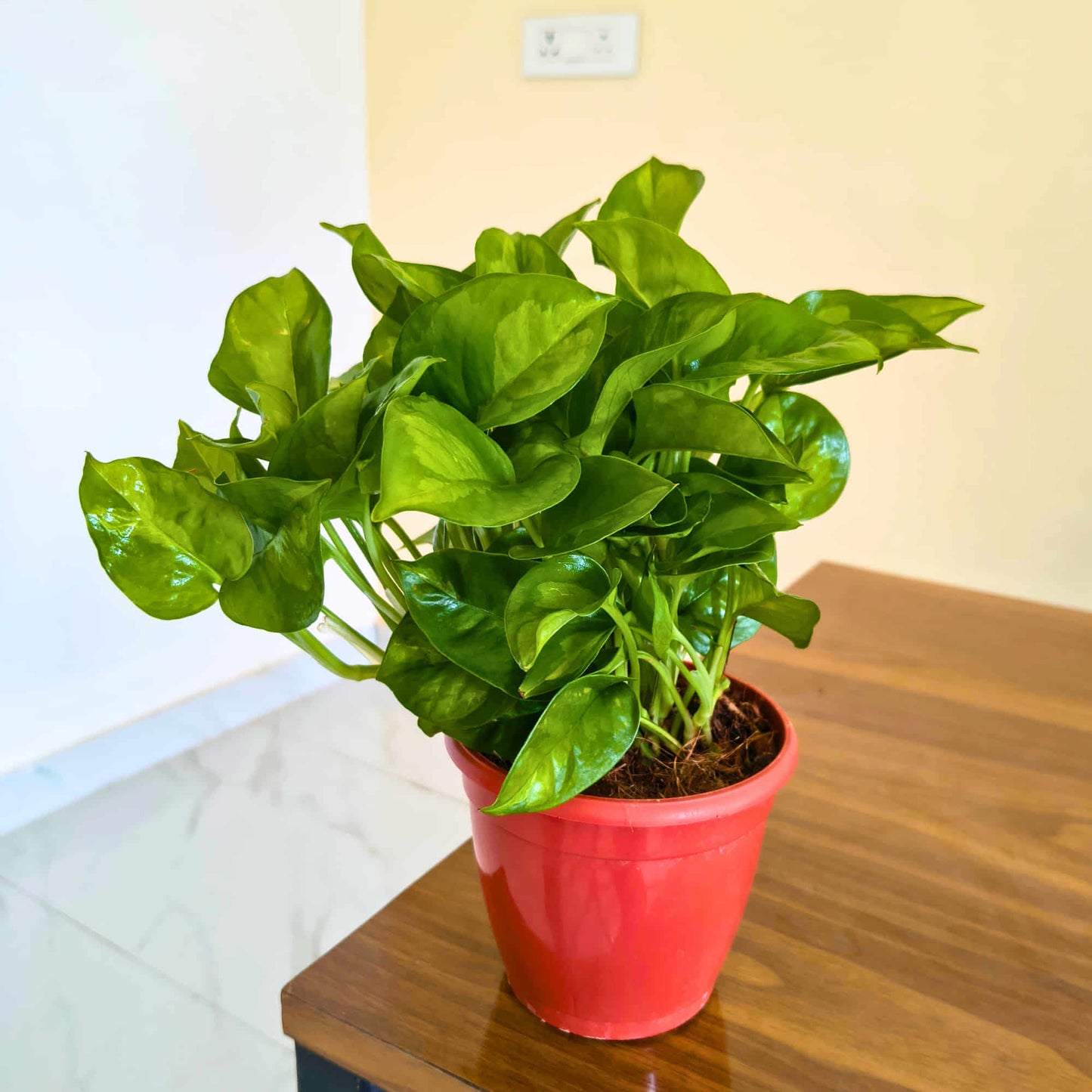 Money Plant Green Live Plant in 4 Inch Grow Pot | Indoor Air Purifying Ornamental Live Plant | Easy to Grow | Ideal for Home & Office