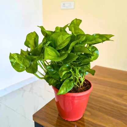 Money Plant Green Live Plant in 4 Inch Grow Pot | Indoor Air Purifying Ornamental Live Plant | Easy to Grow | Ideal for Home & Office