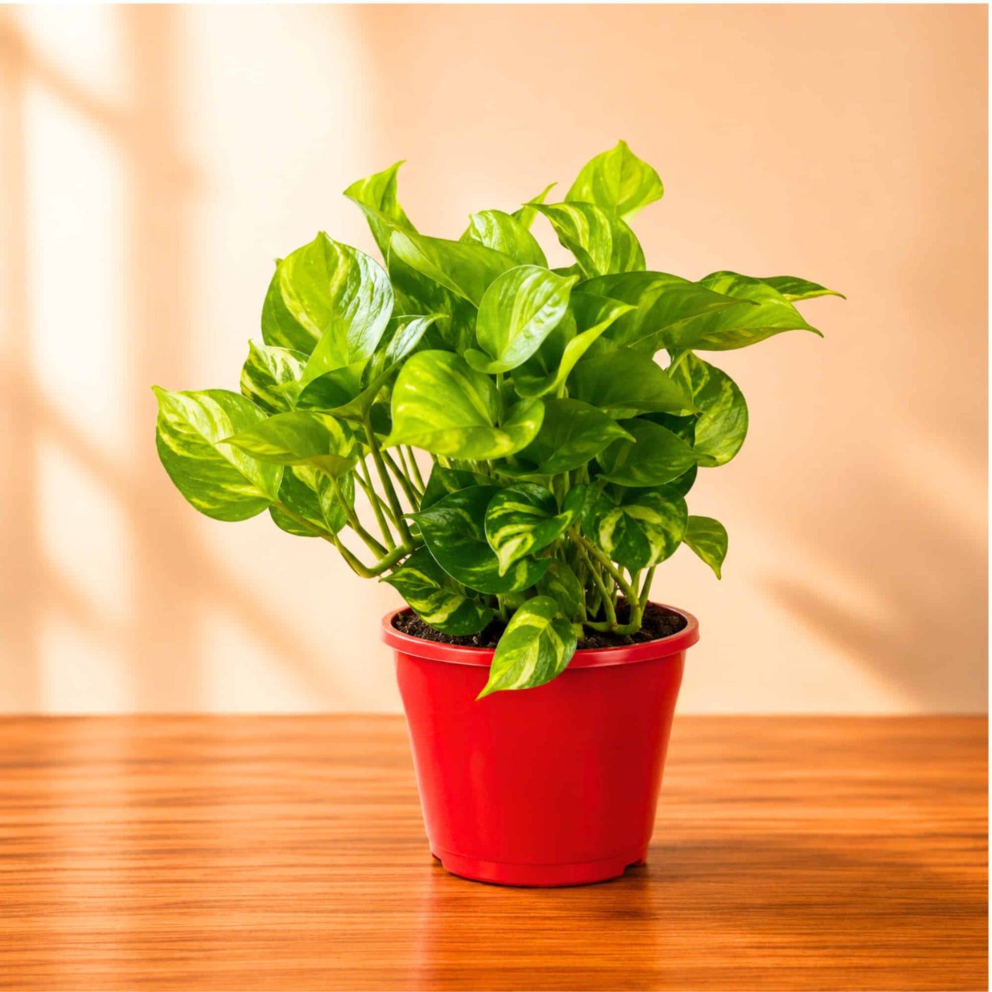 Money Plant Green Live Plant | Indoor Air Purifying Ornamental Live Plant | Ideal for Home & Office