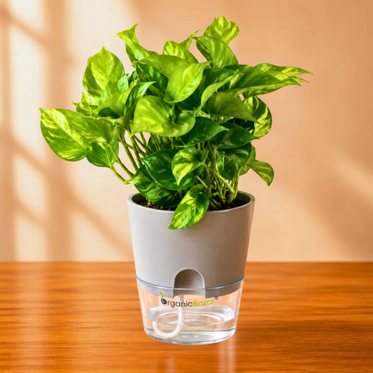 Money Plant Green Live Plant | Indoor Air Purifying Ornamental Live Plant | Ideal for Home & Office