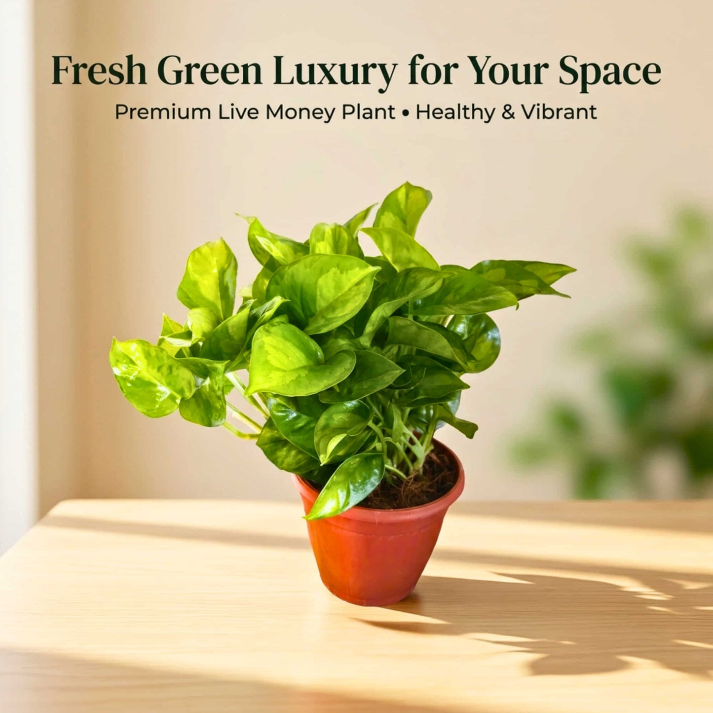 Money Plant Green Live Plant in 4 Inch Grow Pot | Indoor Air Purifying Ornamental Live Plant | Easy to Grow | Ideal for Home & Office
