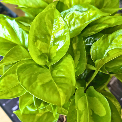 Money Plant Green Live Plant | Indoor Air Purifying Ornamental Live Plant | Ideal for Home & Office