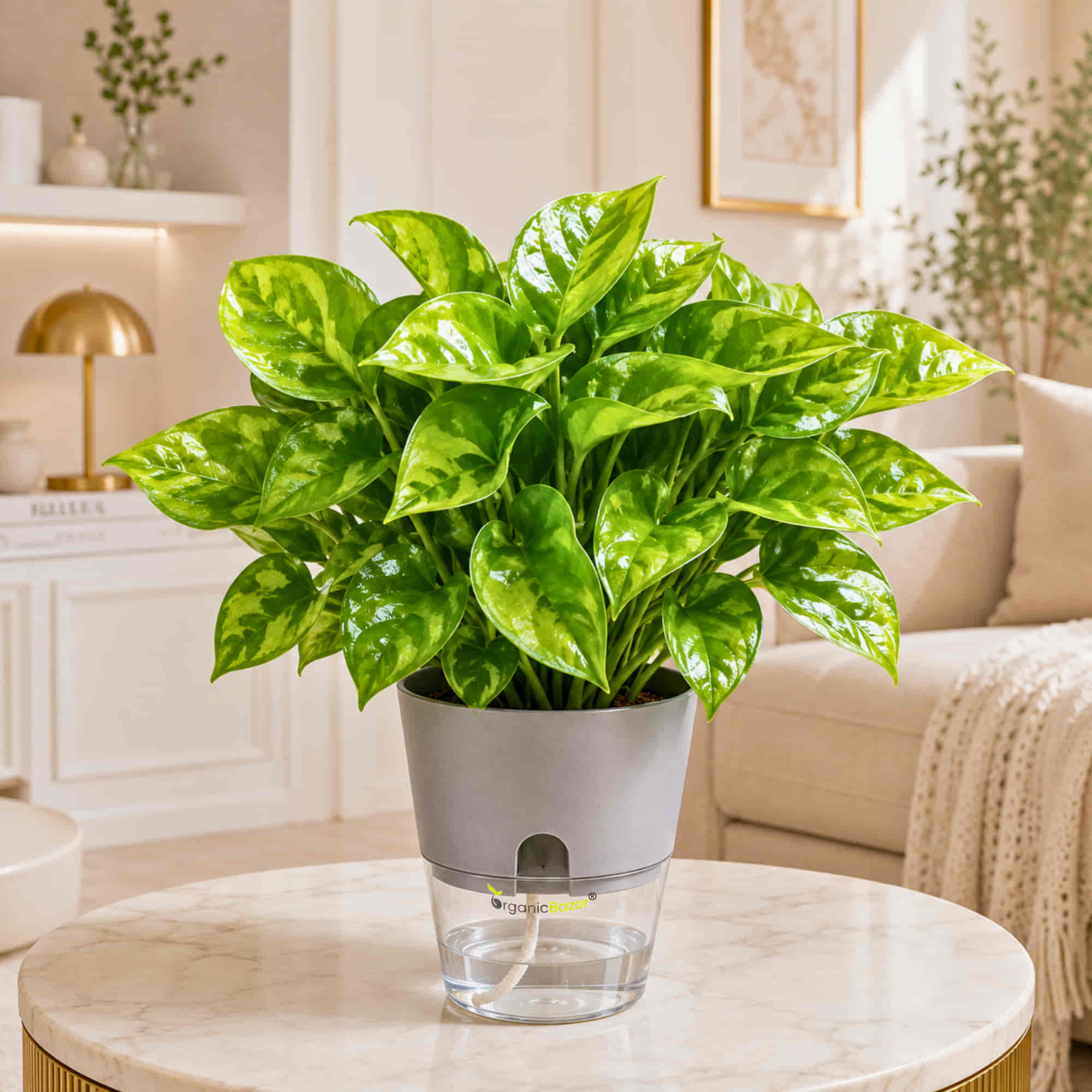 Money Plant Green Live Plant | Indoor Air Purifying Ornamental Live Plant