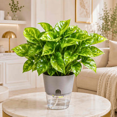 Money Plant Green Live Plant | Indoor Air Purifying Ornamental Live Plant