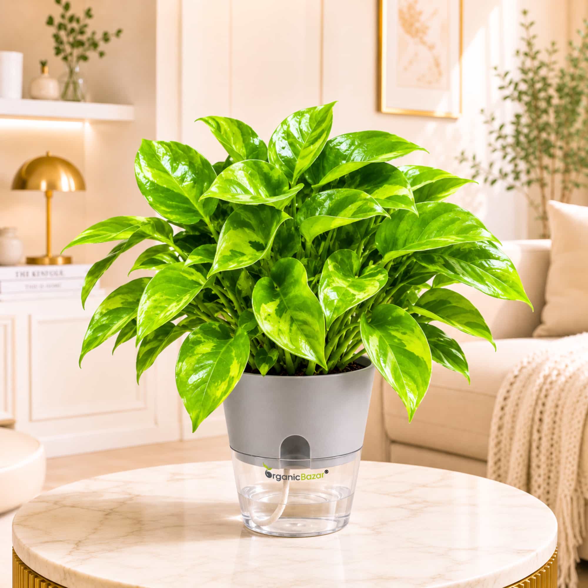 Money Plant Green Live Plant