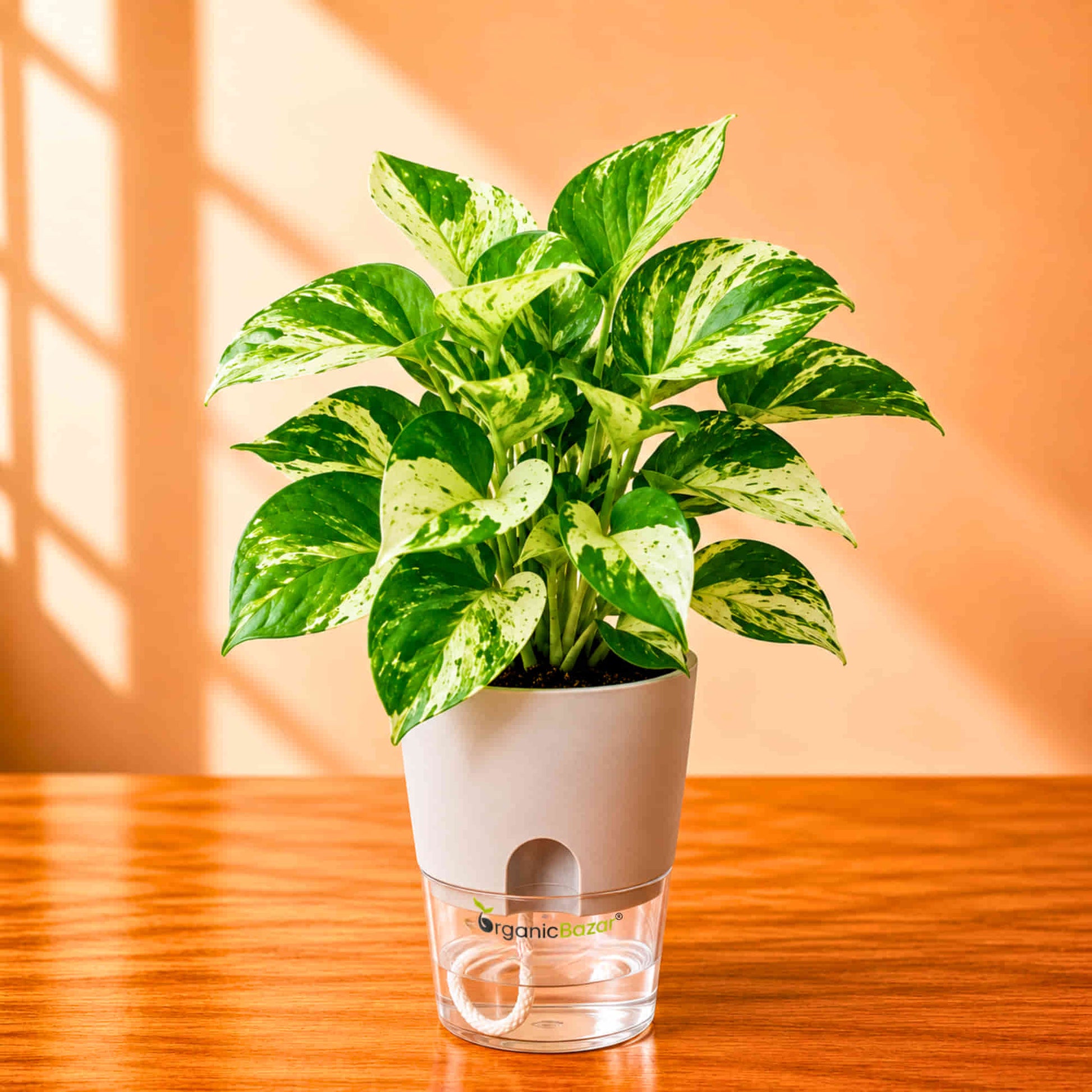 money plant order online Money Plant Manjula/Marvel Variegated Live Plant Online – OrganicBazar – Organicbazar
