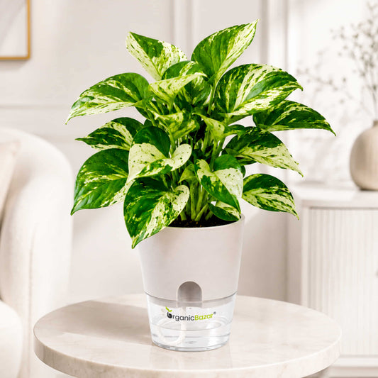 Money Plant Manjula/Marvel Variegated Live Plant
